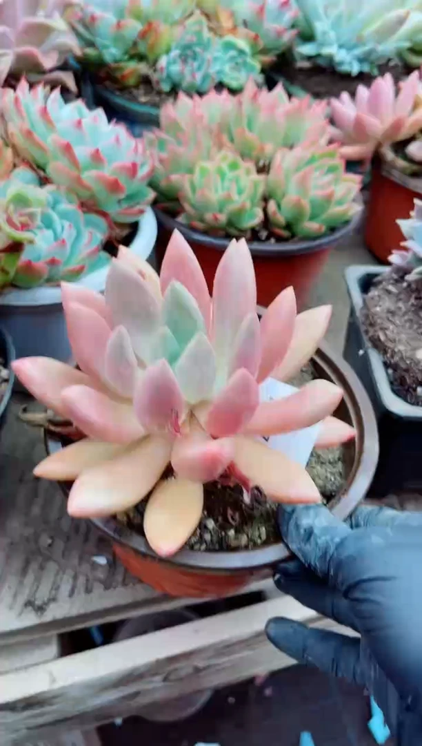 25075多肉植物一物一拍