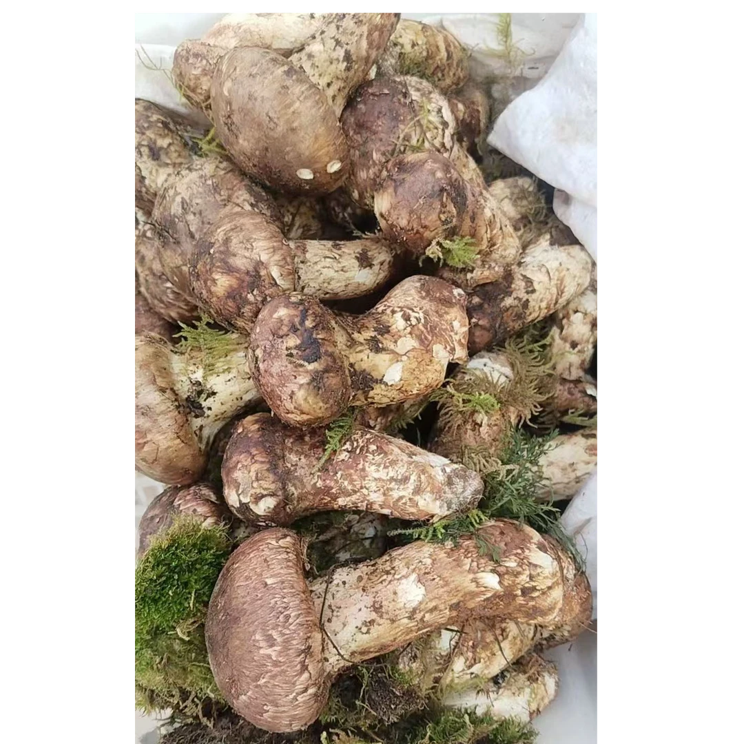香格里拉松茸可刺身煲汤顺丰包邮