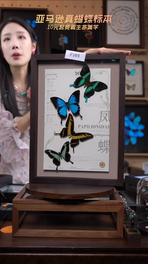 蝴蝶标本摆件博物级别装裱收藏级竞拍f164