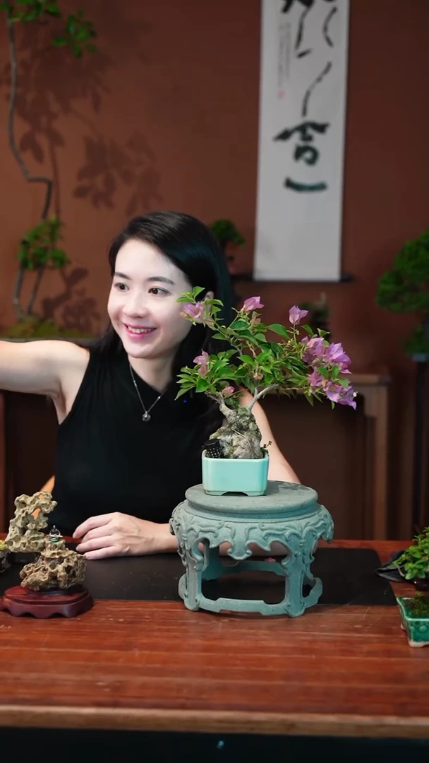 无花朵三角梅盆景盆景盆景