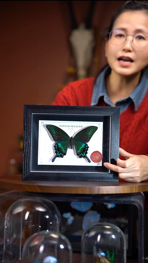 绿带翠凤蝶  夏  常规