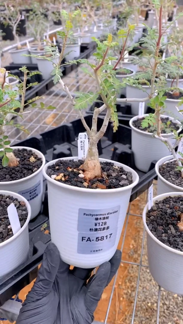 【闪购商品】橡木漆树FA-5817