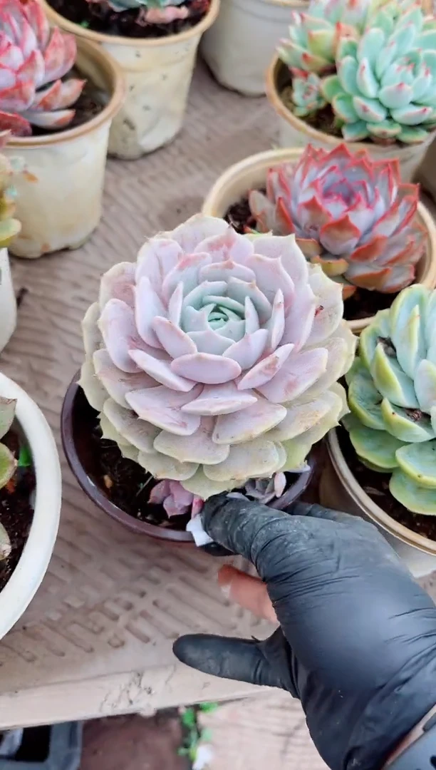 浅*香25175多肉植物一物一拍