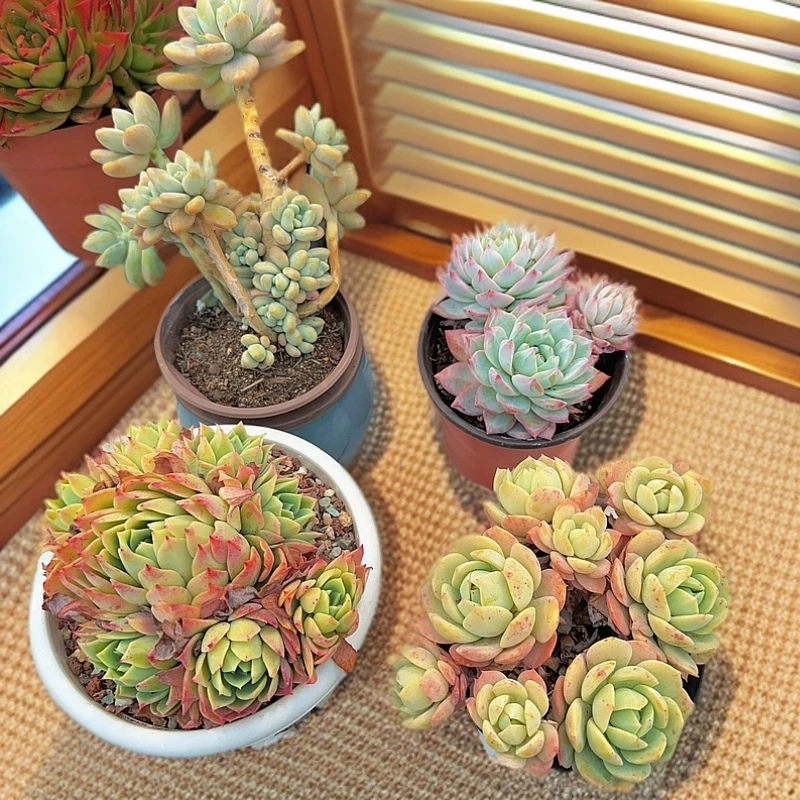 中号恋曲+多头粉蓝鸟+香水洛神+小号三色堇 多肉植物组合套餐新手