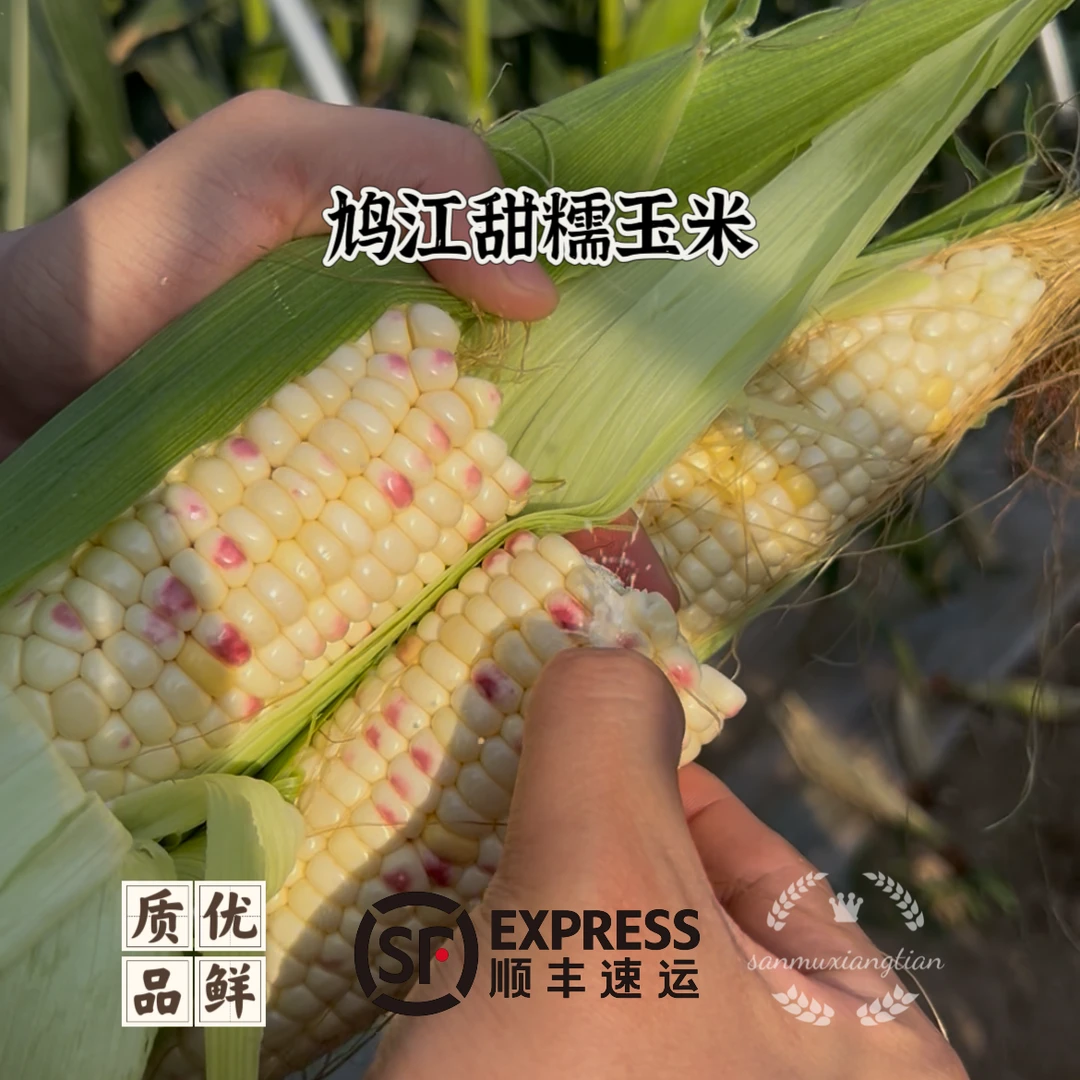 [鸠江甜糯玉米]芜湖江北玉米甜糯玉米新鲜现采顺丰发货核心产地直发1.5/3/5斤安徽省