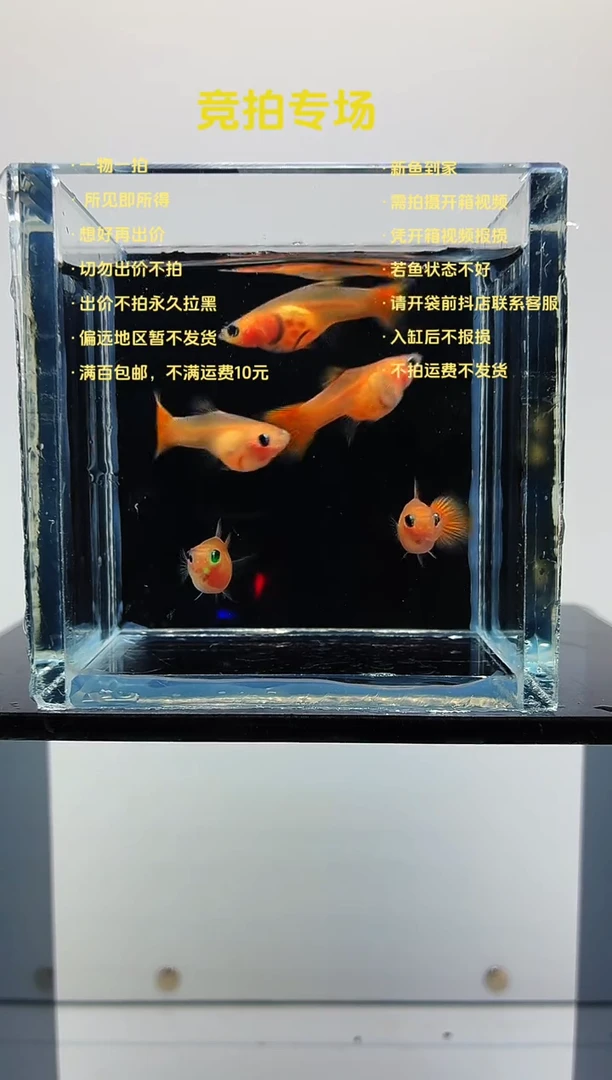 孔雀鱼皇家落日母鱼5条