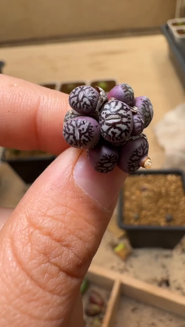 【闪购商品】1/21-160