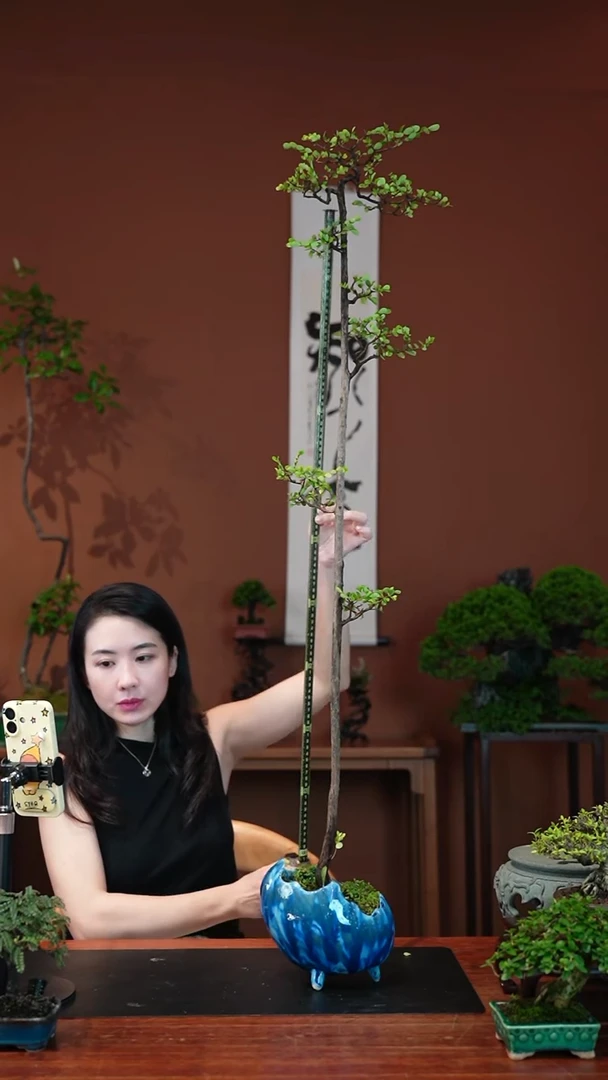 无花朵山格木盆景盆景盆景