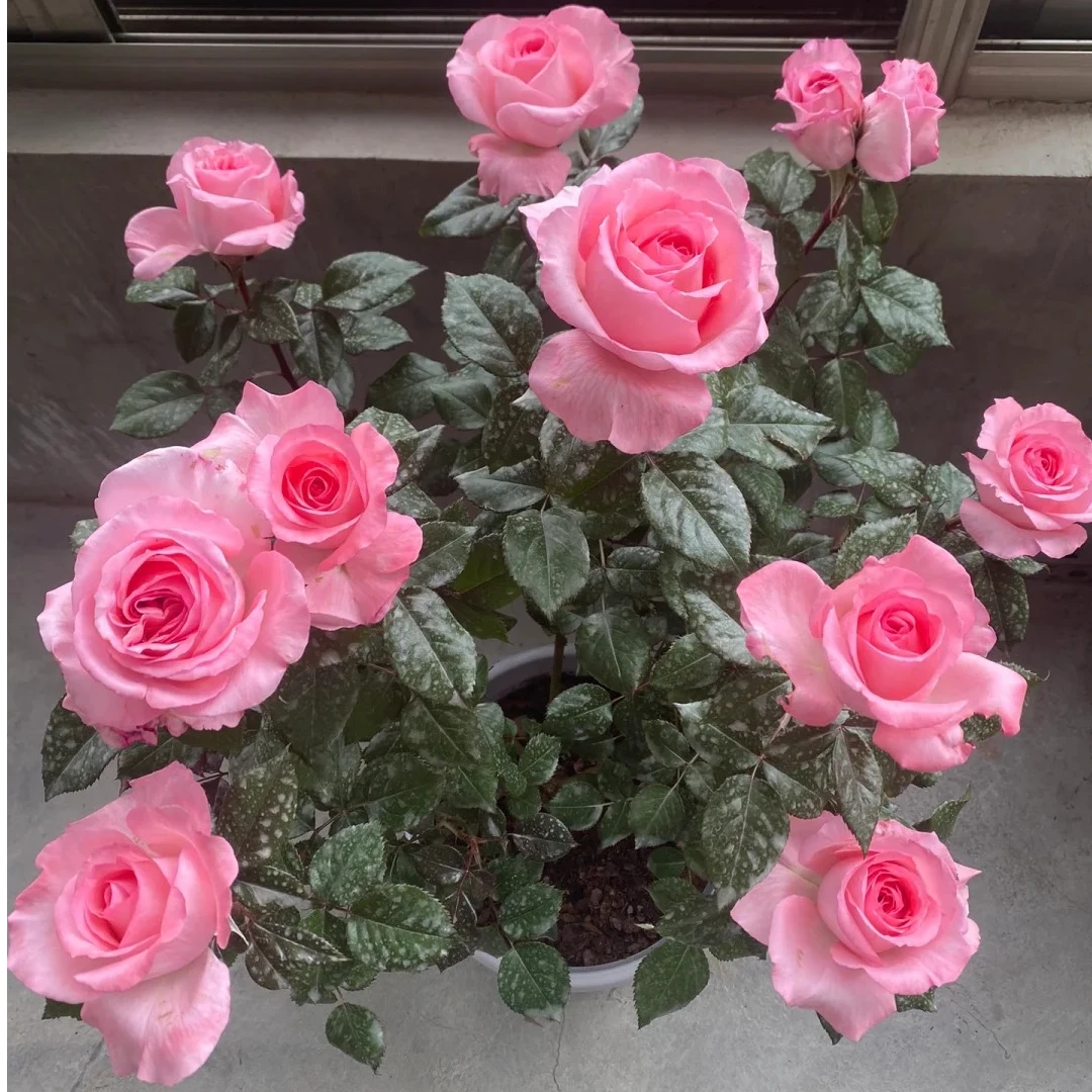 法版花宫娜月季花苗灌木浓香玫瑰四季栽植庭院阳台盆栽抗病