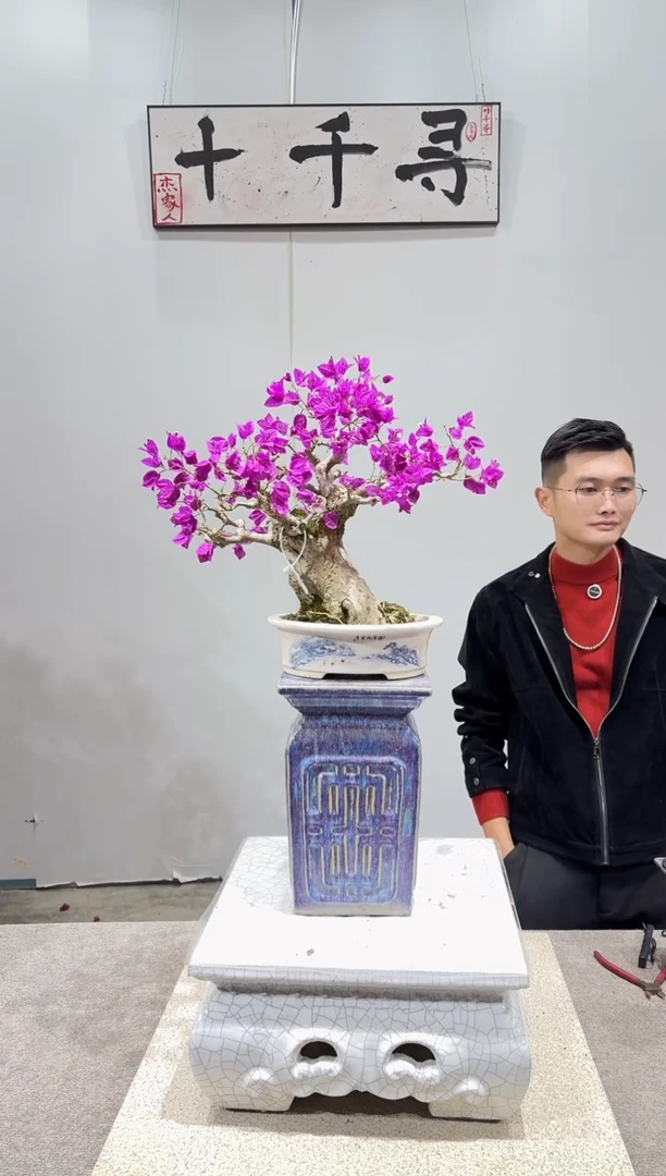 完全开放小叶紫三角梅