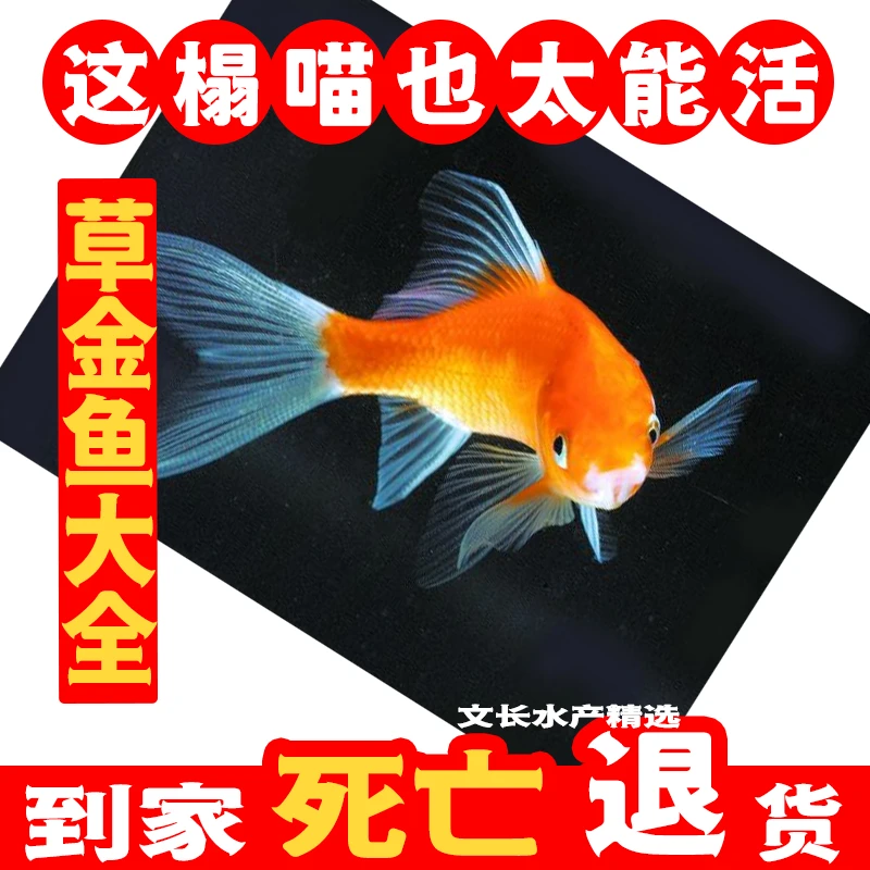 中国红草金大全冷水鱼淡水鱼好养耐活不用加稳冷水观赏鱼新品包邮