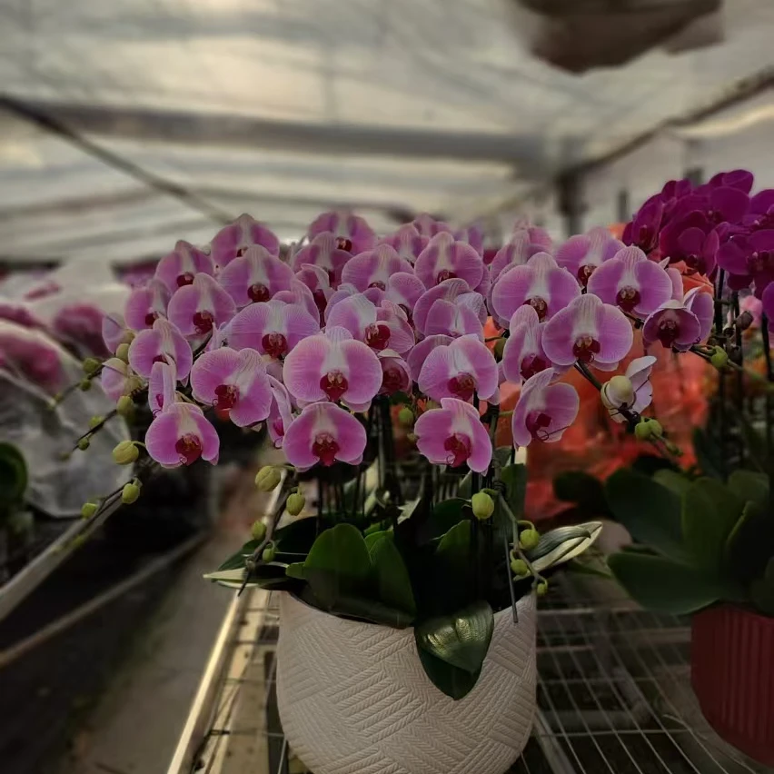 蝴蝶兰北京同城配送