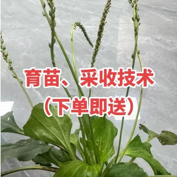 2025年驯化高杆大穗车前草种子