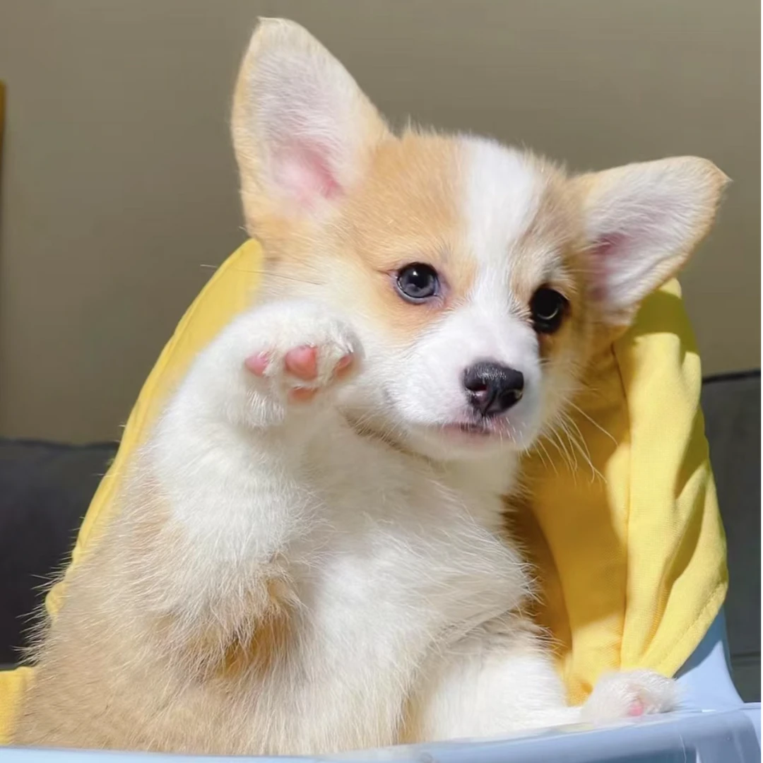 可爱柯基狗狗活体长毛短毛带尾巴