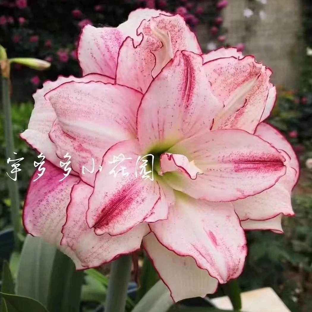 爱瞳-朱顶红种球室内栽种阳台盆栽花卉