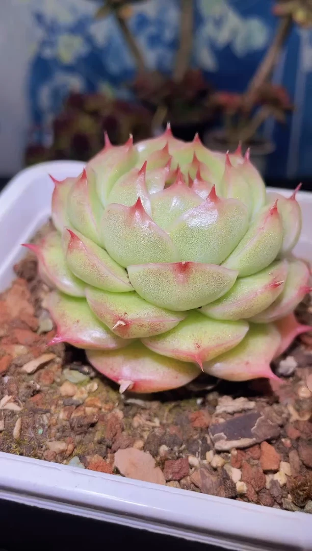 【闪购商品】445海胆翡多肉