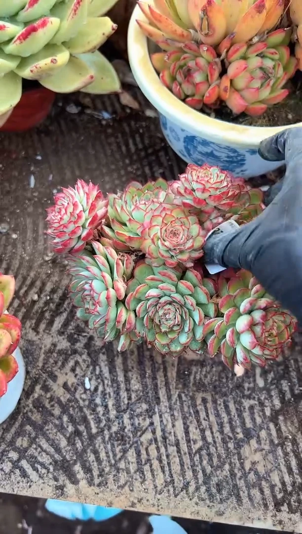 林*多肉植物一物一拍23282