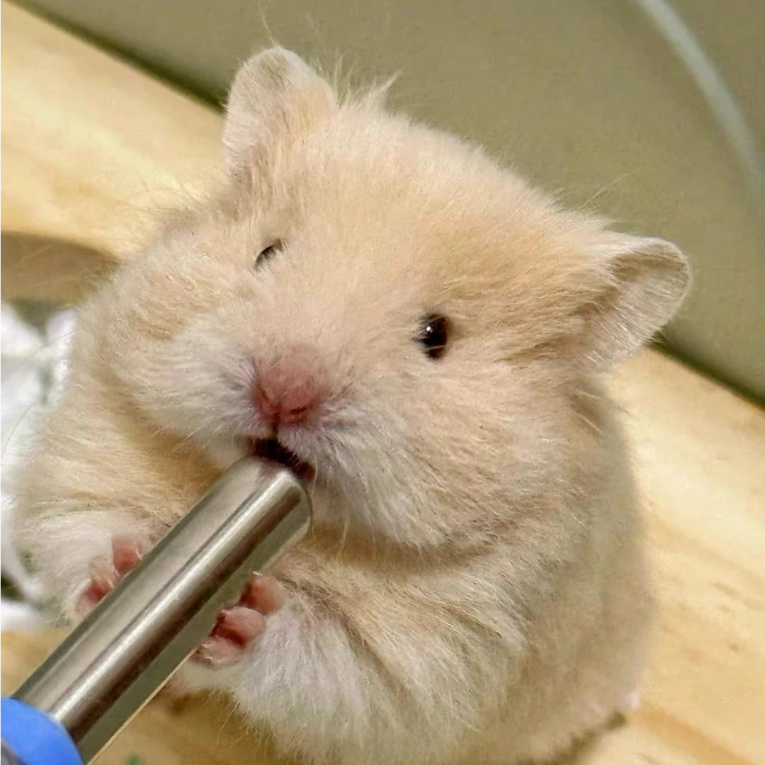 家养特价直毛猫咪仓鼠金丝熊矮脚猫泡芙拿破仑小型