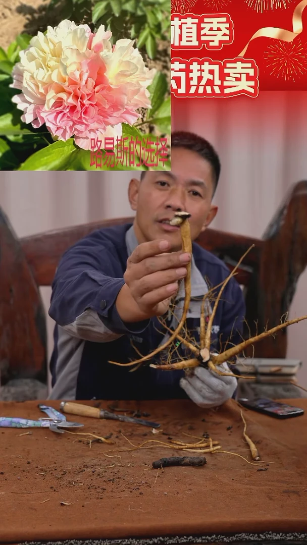 【晚场原颗芍药一物一拍】25号