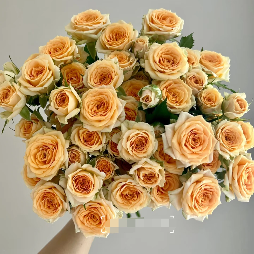 【全疆顺丰包邮】 洛可可多头玫瑰 居家生活鲜花