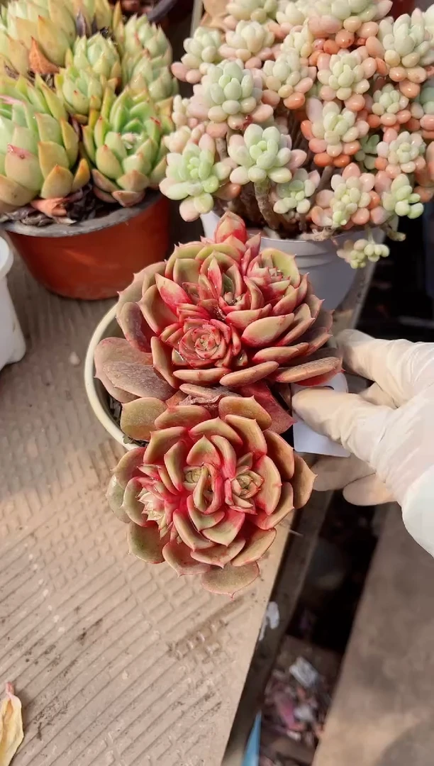 【闪购商品】08298