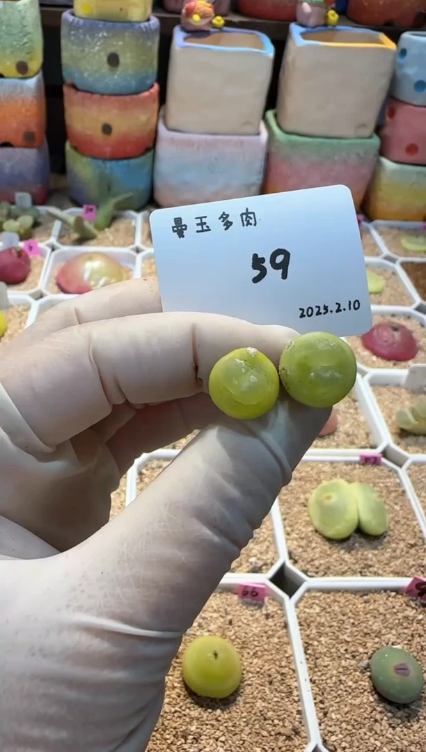 【闪购商品】25.2.10-59小薯条