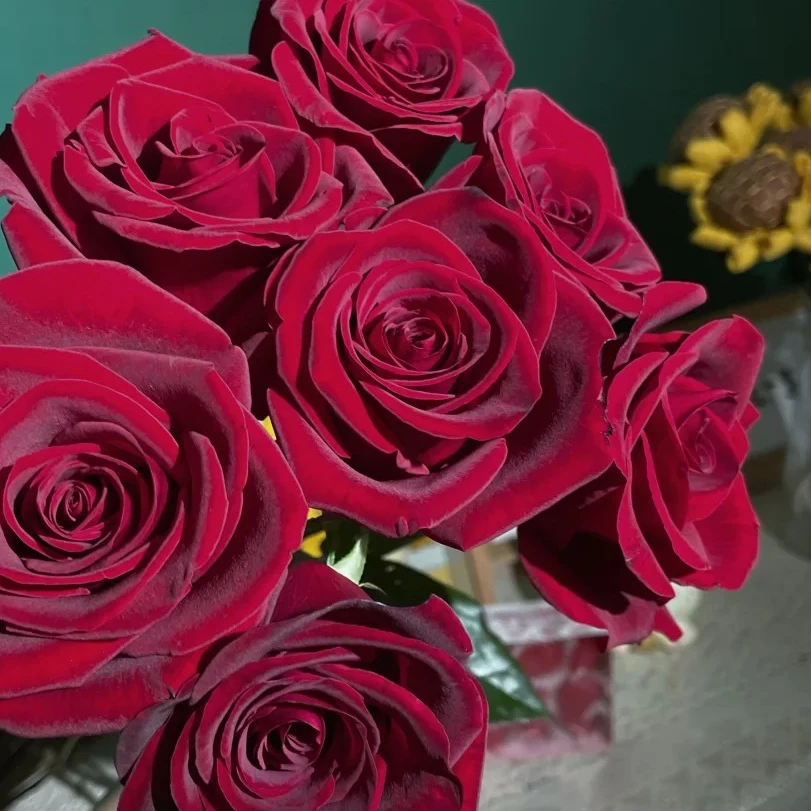 【黑魔术】10枝 暗红色玫瑰  北方玫瑰 山东产地直发