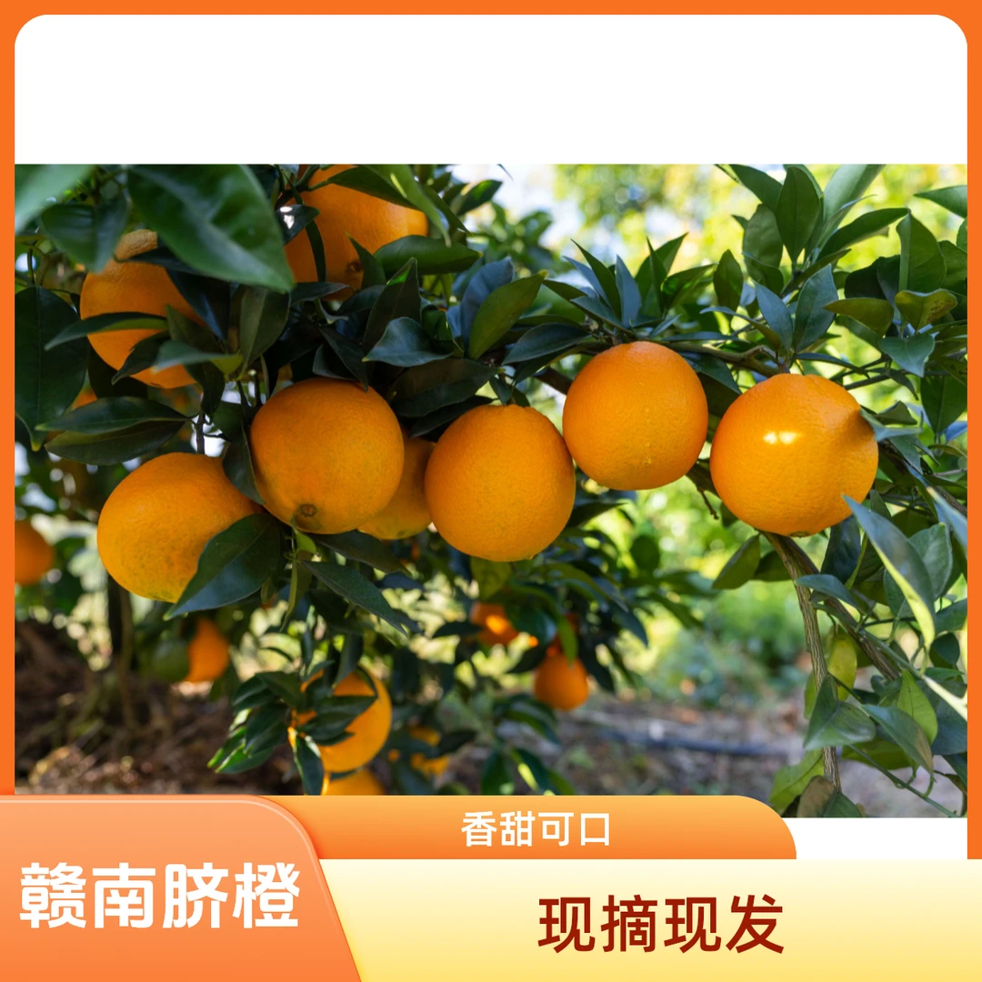 正宗2025江西赣南脐橙现摘手剥橙子香甜爆汁果园直发顺丰包邮20斤