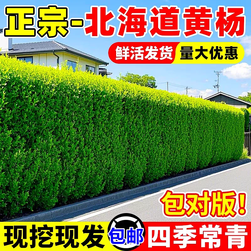 庭院围墙绿篱四季常绿植物北海道黄杨冬青苗直立冬青球常青耐寒
