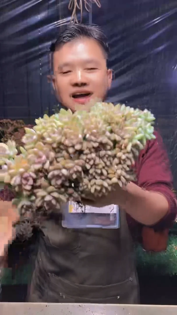 168淡雪缀化（一物一拍）