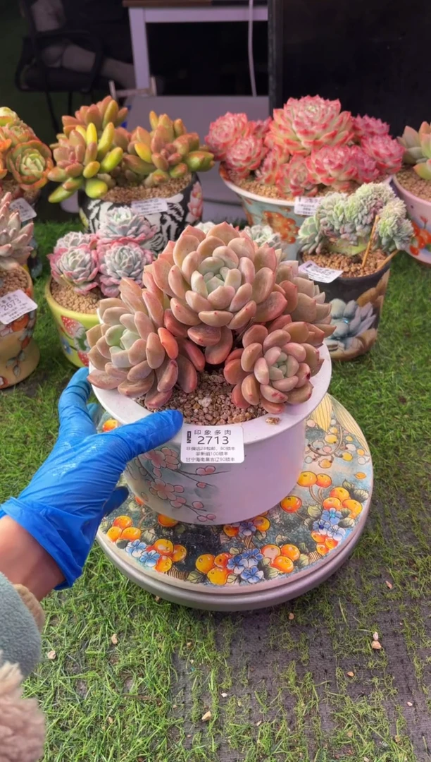 昆明印象多肉2713