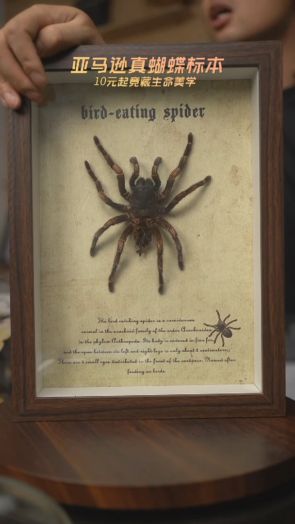有机玻璃捕鸟蛛标本