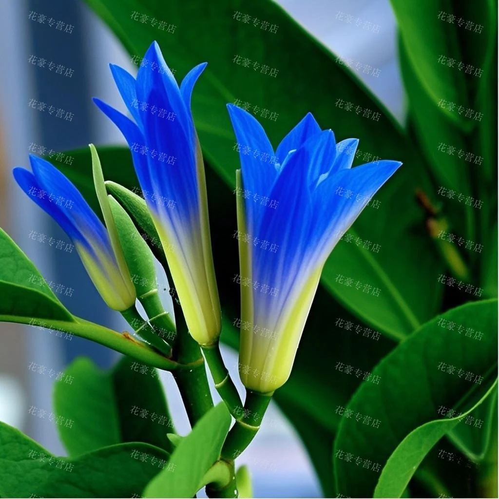 新品种蓝白玉兰黄角兰黄兰苗四季开花庭院阳台植物室外白兰花盆栽