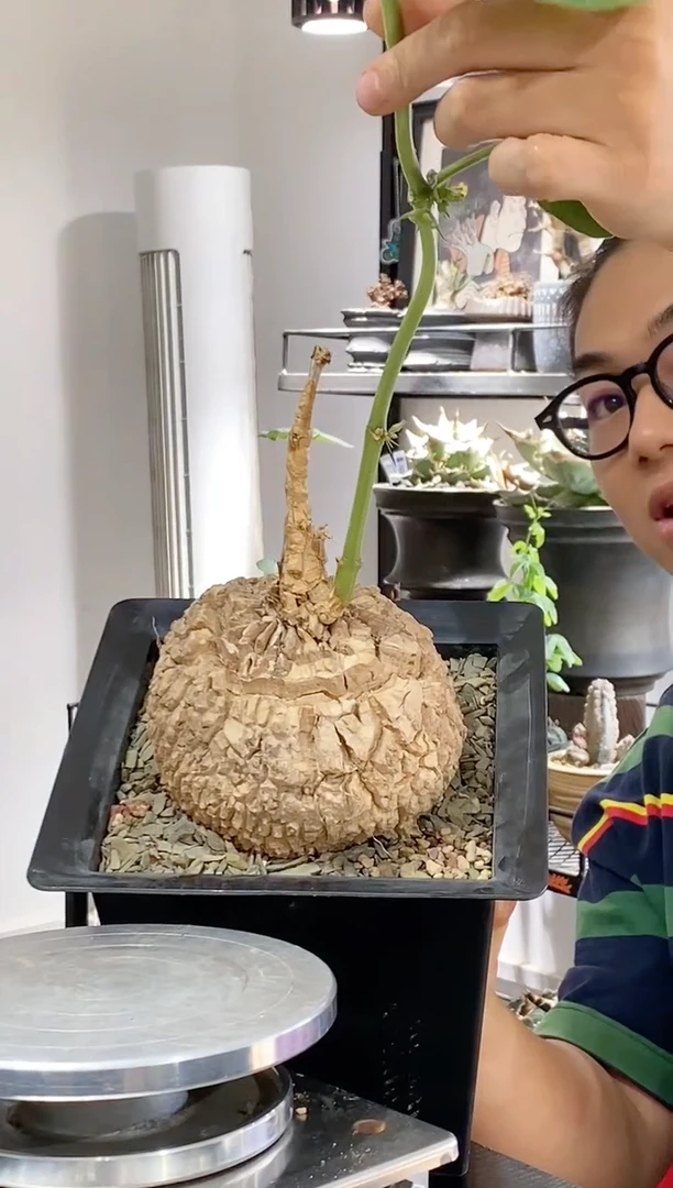 龟甲罗摩13cm点赞福利 脱土不退不换介意勿拍