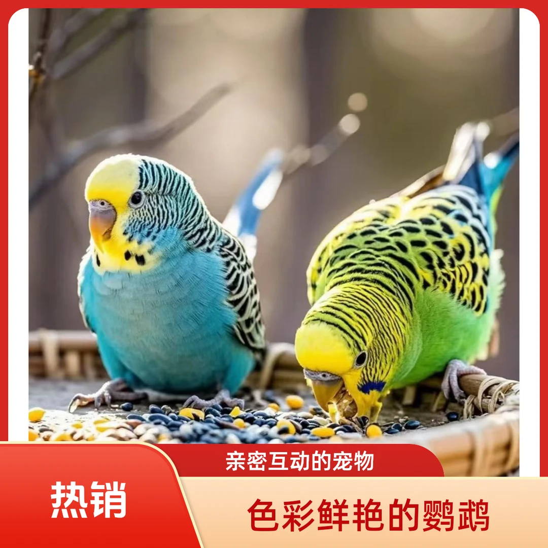 【虎皮云斑鹦鹉】会说话的彩色虎皮鹦鹉鹦鹉手养宠物亲人上手鹦鹉