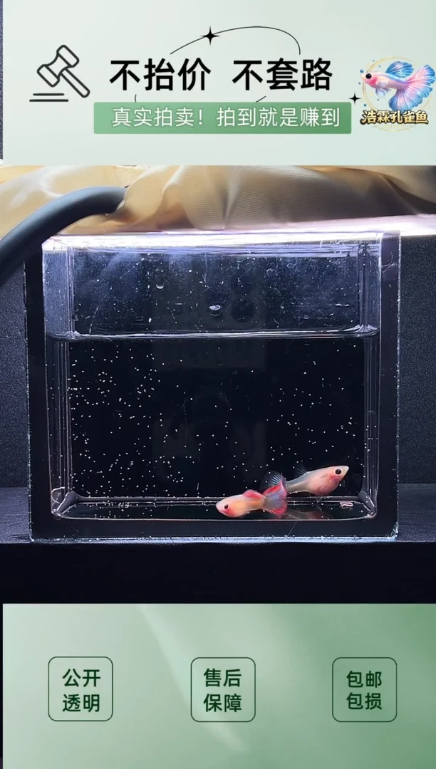 2不分公母热带海域彩虹琉璃玻璃猫一对编号61