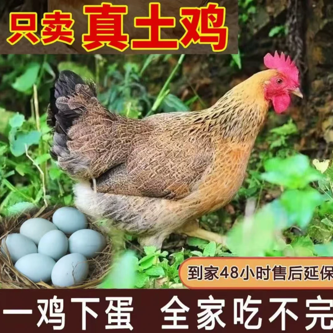 【顺丰】散养五谷杂粮土鸡活鸡到手8只【支持开箱验货】b