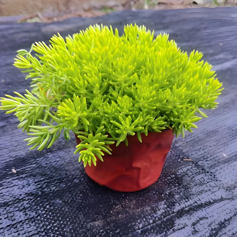 金叶佛甲草双色杯苗庭院草坪耐寒耐热常青植物黄金佛甲草高端草坪