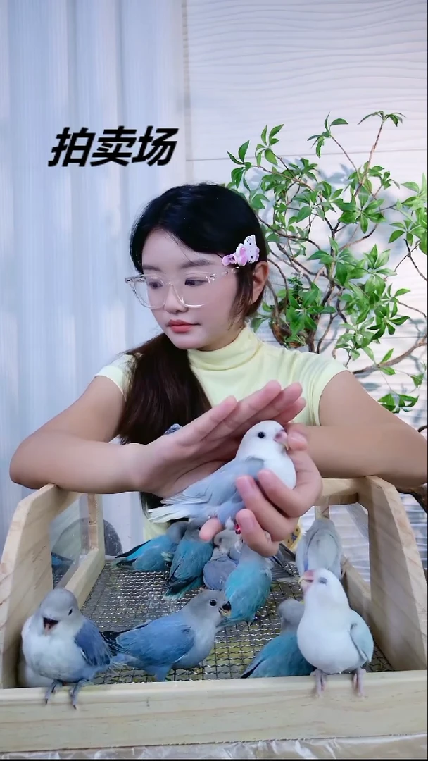 桃脸牡丹鹦鹉蓝薰