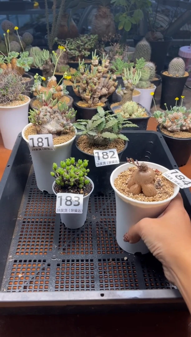 ?****?橘子味专拍紫花厚敦菊带盆