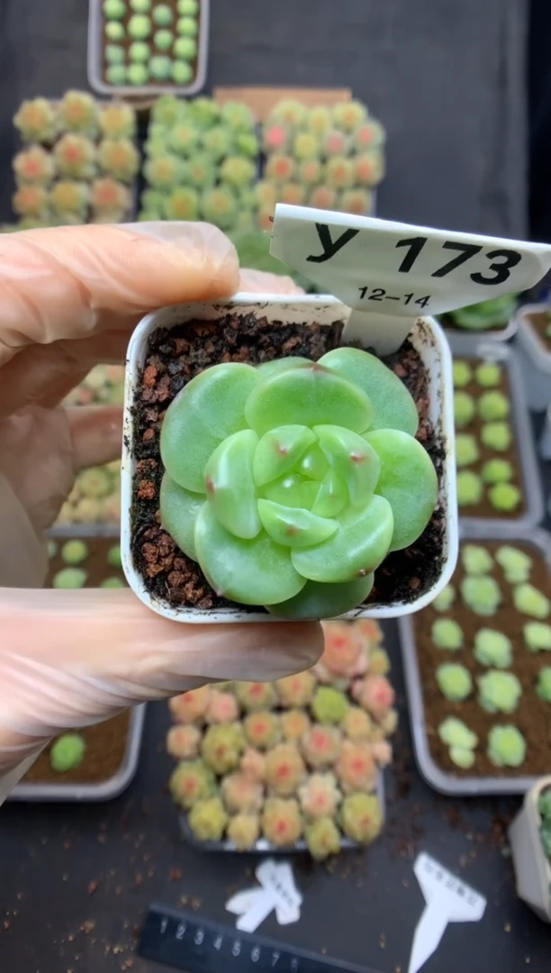 y173 遥遥珍妮 可带盆土 29.9