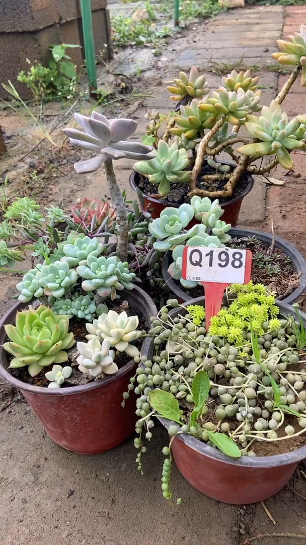 Q198多肉组合默认脱土发货
