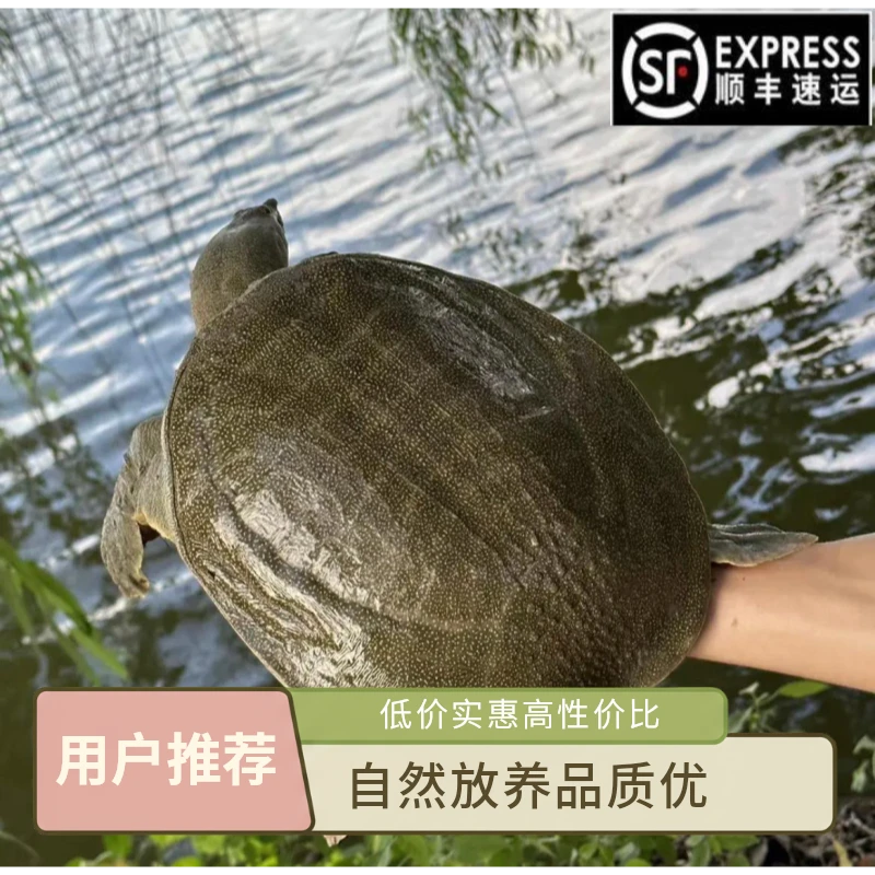 单只装  鲜活甲鱼 到手3.7-4斤  青黑背  顺丰包邮