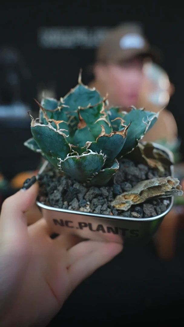 方盆浮力白鲸龙舌兰