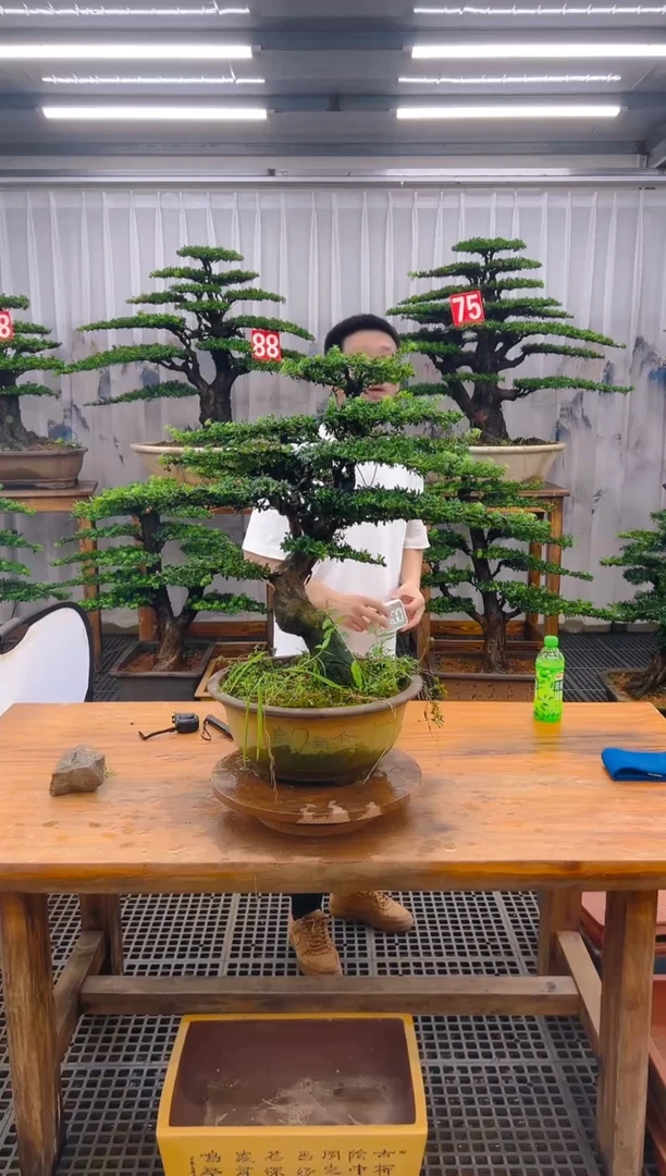 无花朵精品盆景直播间一物一拍