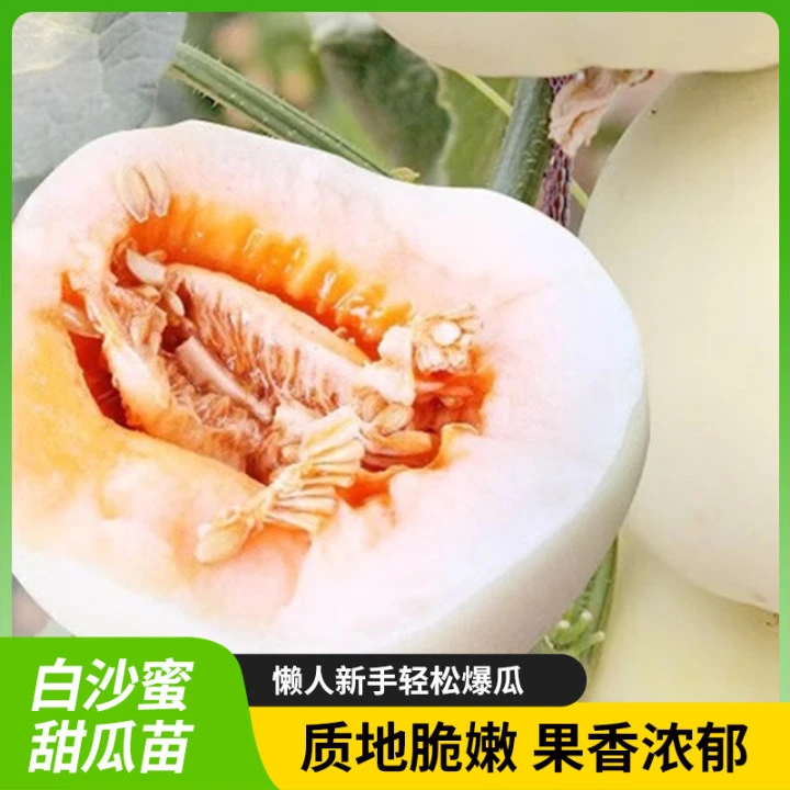 正宗白沙密甜瓜秧苗薄皮甜瓜庭院阳台盆栽地栽轻松养活