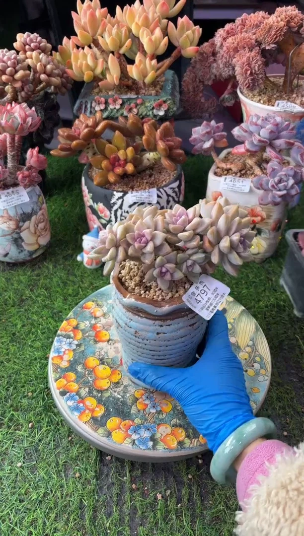 昆明印象多肉4797