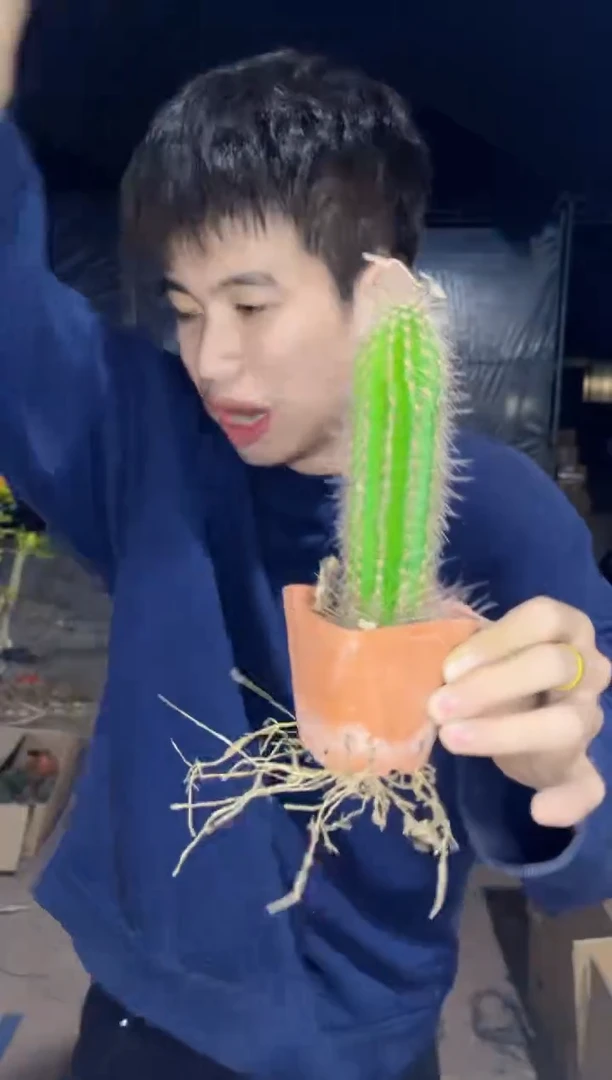 【闪购商品】鹿角柱