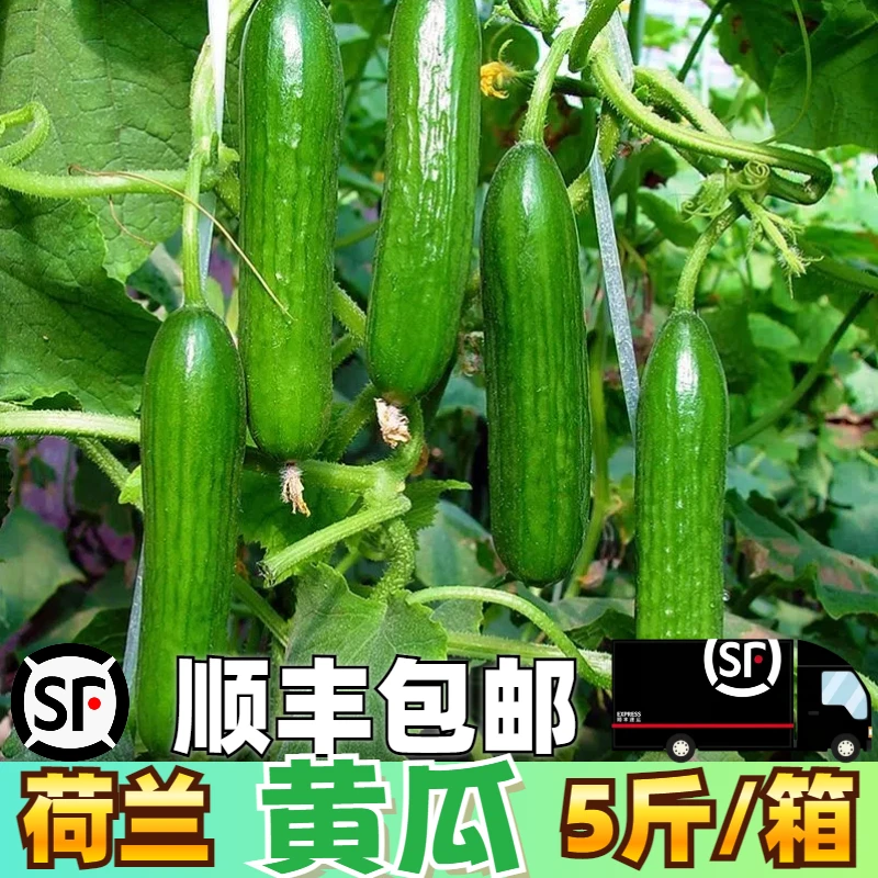 荷兰黄瓜5斤【顺丰包邮】产地丹东