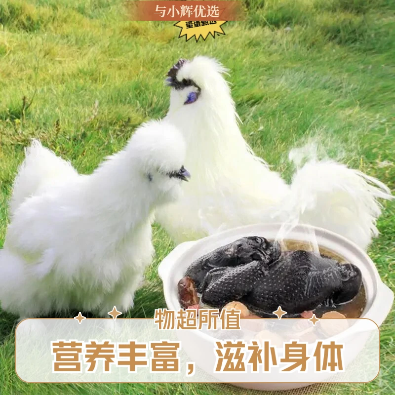 【4只】放养白凤乌鸡新鲜宰杀